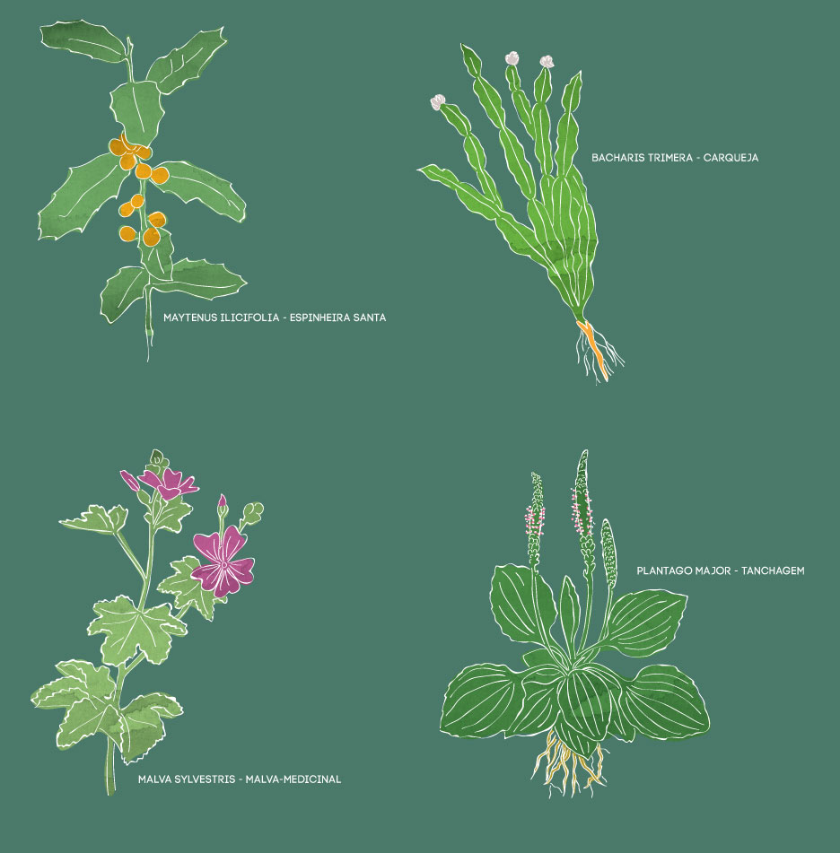 ilustras_plantas